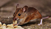 Find Exterminators in Somerset County